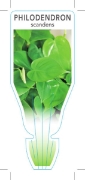 Picture of **HOUSEPLANT PHILODENDRON SCANDENS                                                                                                                    