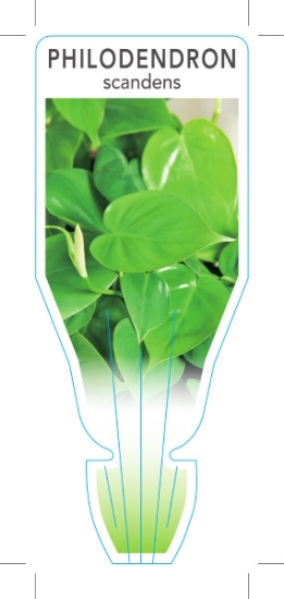 Picture of **HOUSEPLANT PHILODENDRON SCANDENS                                                                                                                    