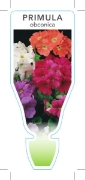 Picture of ANNUAL PRIMULA OBCONICA                                                                                                                               