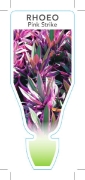 Picture of **HOUSEPLANT TRADESCANTIA SPATHACEA PINK STRIKE (SYN RHOEO)                                                                                           