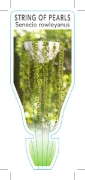 Picture of **SUCCULENT SENECIO ROWLEYANUS STRING OF PEARLS                                                                                                       