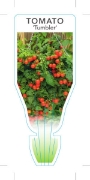 Picture of **VEGETABLE TOMATO TUMBLER CASCADING TOMATO (Lycopersicon esculentum)                                                                                 