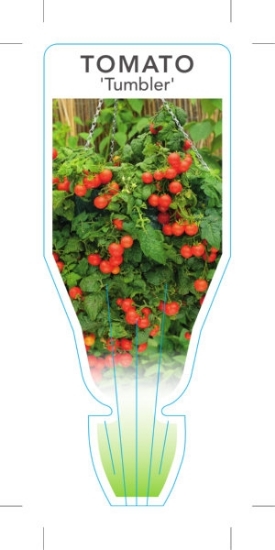 Picture of **VEGETABLE TOMATO TUMBLER CASCADING TOMATO (Lycopersicon esculentum)                                                                                 