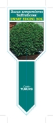 Picture of BUXUS SEMPERVIRENS SUFFRUTICOSA (Ministik)                                                                                                            