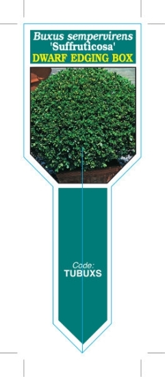 Picture of BUXUS SEMPERVIRENS SUFFRUTICOSA (Ministik)                                                                                                            