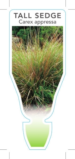 Picture of CAREX APPRESSA                                                                                                                                        