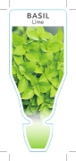 Picture of **HERB BASIL LIME (Ocimum americanum)                                                                                                                 