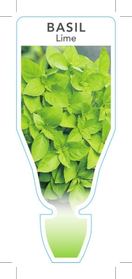Picture of **HERB BASIL LIME (Ocimum americanum)                                                                                                                 
