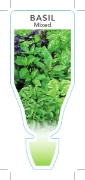 Picture of HERB BASIL MIXED (Ocimum basilicum)                                                                                                                   