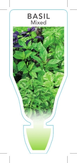 Picture of HERB BASIL MIXED (Ocimum basilicum)                                                                                                                   