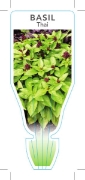 Picture of **HERB BASIL THAI (Ocimum basilicum)                                                                                                                  