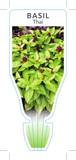 Picture of **HERB BASIL THAI (Ocimum basilicum)                                                                                                                  