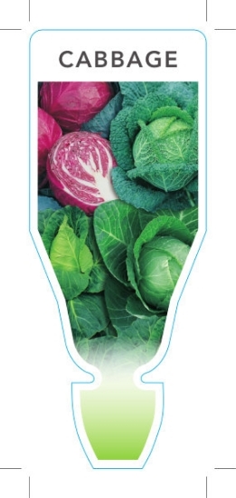 Picture of **VEGETABLE CABBAGE (Brassica oleracea)                                                                                                               