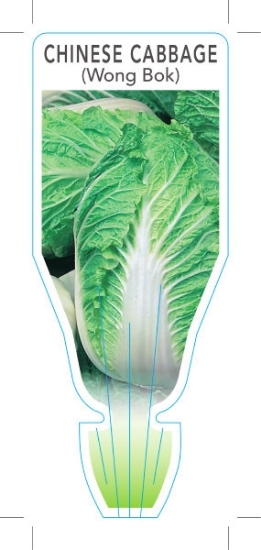 Picture of **VEGETABLE CABBAGE CHINESE/WONG BOK (Brassica rapa var Pekinensis)                                                                                   
