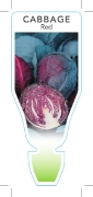 Picture of **VEGETABLE CABBAGE RED (Brassica oleracea rubra)                                                                                                     
