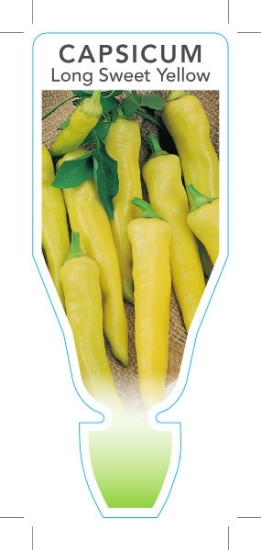 Picture of VEGETABLE CAPSICUM LONG YELLOW SWEET (Capsicum annuum)                                                                                                