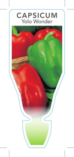 Picture of VEGETABLE CAPSICUM YOLO WONDER (Capsicum annuum)                                                                                                      