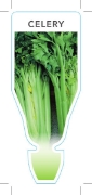 Picture of VEGETABLE CELERY (Apium graveolens)                                                                                                                   