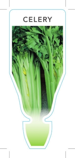 Picture of VEGETABLE CELERY (Apium graveolens)                                                                                                                   
