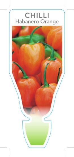 Picture of VEGETABLE CHILLI HABANERO ORANGE (Capsicum annuum)                                                                                                    