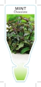 Picture of HERB MINT CHOCOLATE (Mentha piperita)                                                                                                                 