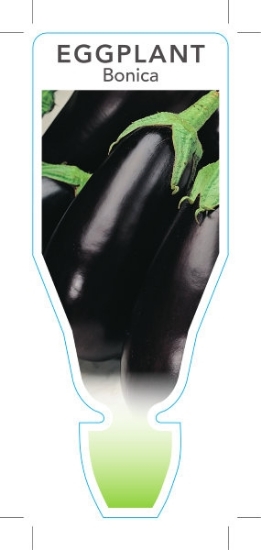Picture of **VEGETABLE EGGPLANT BONICA (Solanum melongena)                                                                                                       