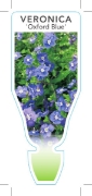 Picture of VERONICA PEDUNCULARIS OXFORD BLUE SYN GEORGIA BLUE                                                                                                    