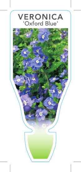 Picture of VERONICA PEDUNCULARIS OXFORD BLUE SYN GEORGIA BLUE                                                                                                    