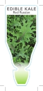 Picture of **VEGETABLE KALE EDIBLE RED RUSSIAN (Brassica napus)                                                                                                  