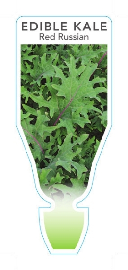 Picture of **VEGETABLE KALE EDIBLE RED RUSSIAN (Brassica napus)                                                                                                  