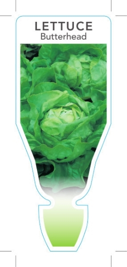 Picture of VEGETABLE LETTUCE BUTTERHEAD (Lactuca sativa)                                                                                                         