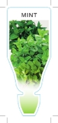 Picture of HERB MINT (Mentha sp)                                                                                                                                 