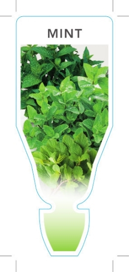 Picture of HERB MINT (Mentha sp)                                                                                                                                 