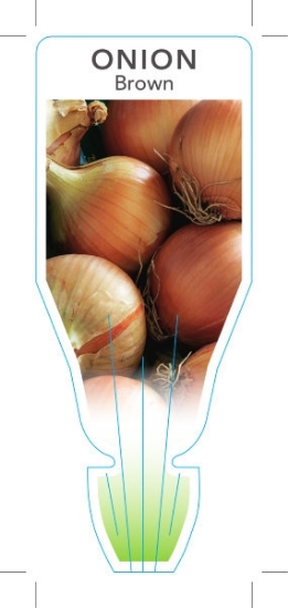 Picture of VEGETABLE ONION BROWN (Alium cepa)                                                                                                                    