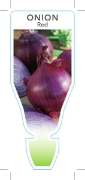 Picture of VEGETABLE ONION RED (Allium cepa)                                                                                                                     