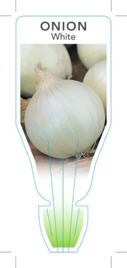 Picture of VEGETABLE ONION WHITE (Allium cepa)                                                                                                                   