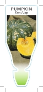 Picture of VEGETABLE PUMPKIN KENT/JAP (Cucurbita maxima)                                                                                                         