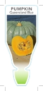 Picture of VEGETABLE PUMPKIN QUEENSLAND BLUE (Cucurbita maxima)                                                                                                  