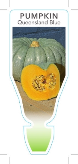 Picture of VEGETABLE PUMPKIN QUEENSLAND BLUE (Cucurbita maxima)                                                                                                  