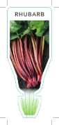 Picture of VEGETABLE RHUBARB (Rheum rhabarbarum)                                                                                                                 