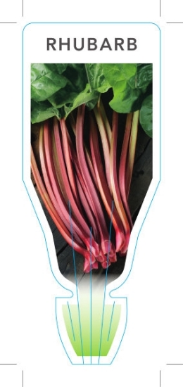 Picture of VEGETABLE RHUBARB (Rheum rhabarbarum)                                                                                                                 