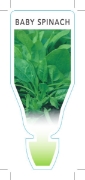 Picture of **VEGETABLE SPINACH BABY (Spinacia oleracea)                                                                                                          