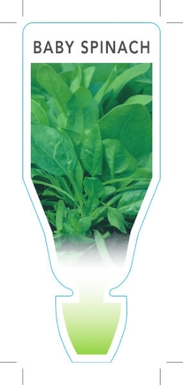 Picture of **VEGETABLE SPINACH BABY (Spinacia oleracea)                                                                                                          
