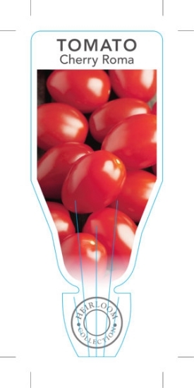 Picture of **VEGETABLE TOMATO HEIRLOOM CHERRY ROMA (Lycopersicon esculentum)                                                                                     