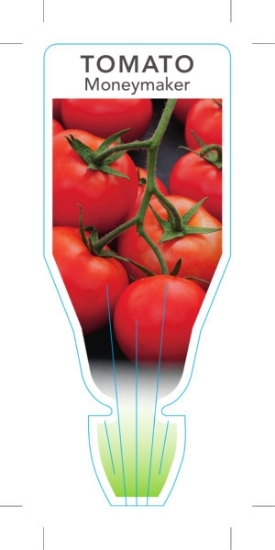 Picture of VEGETABLE TOMATO MONEYMAKER (Lycopersicon esculentum)                                                                                                 