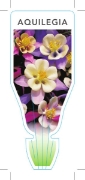 Picture of AQUILEGIA - MIXED PICTURE (UNNAMED VARIETY)                                                                                                           