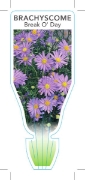 Picture of BRACHYSCOME MULTIFIDA BREAK O DAY                                                                                                                     