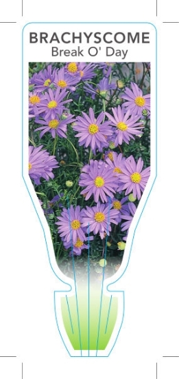 Picture of BRACHYSCOME MULTIFIDA BREAK O DAY                                                                                                                     