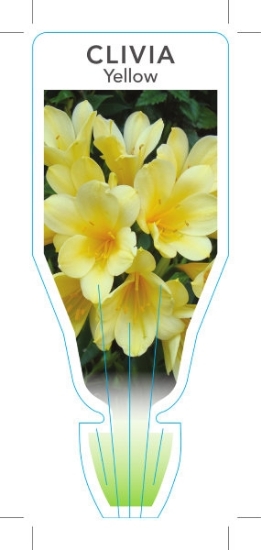 Picture of HOUSEPLANT CLIVIA MINIATA HYBRID YELLOW                                                                                                               