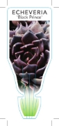 Picture of SUCCULENT ECHEVERIA IMBRICATA BLACK PRINCE                                                                                                            